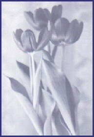 Tulipas by Rosane Walker
